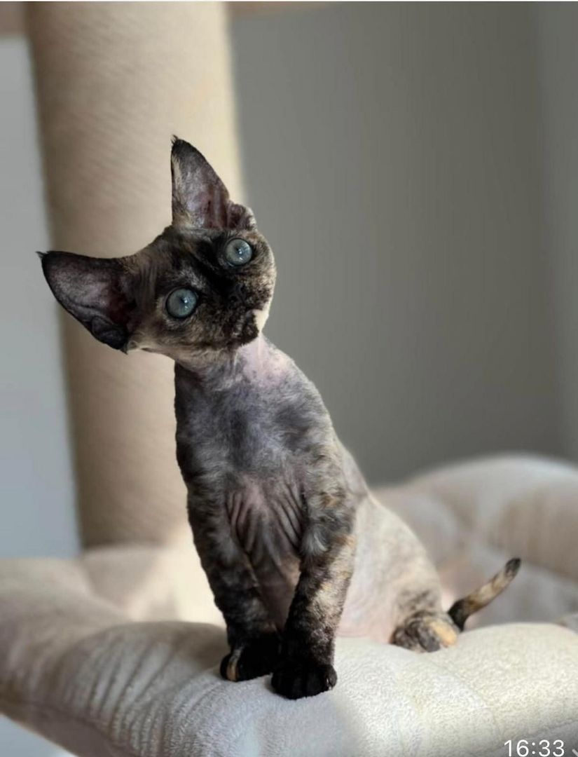 Wunderschönes Devon Rex-Kätzchen