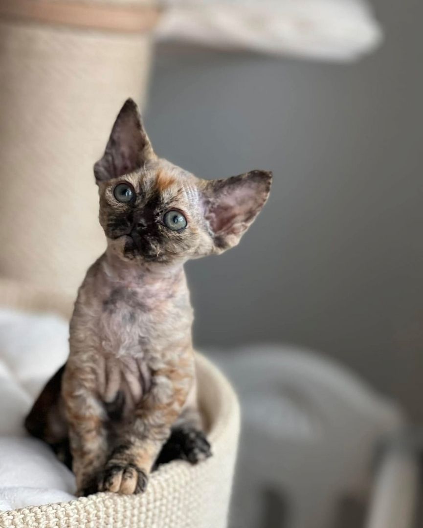 Wunderschönes Devon Rex-Kätzchen