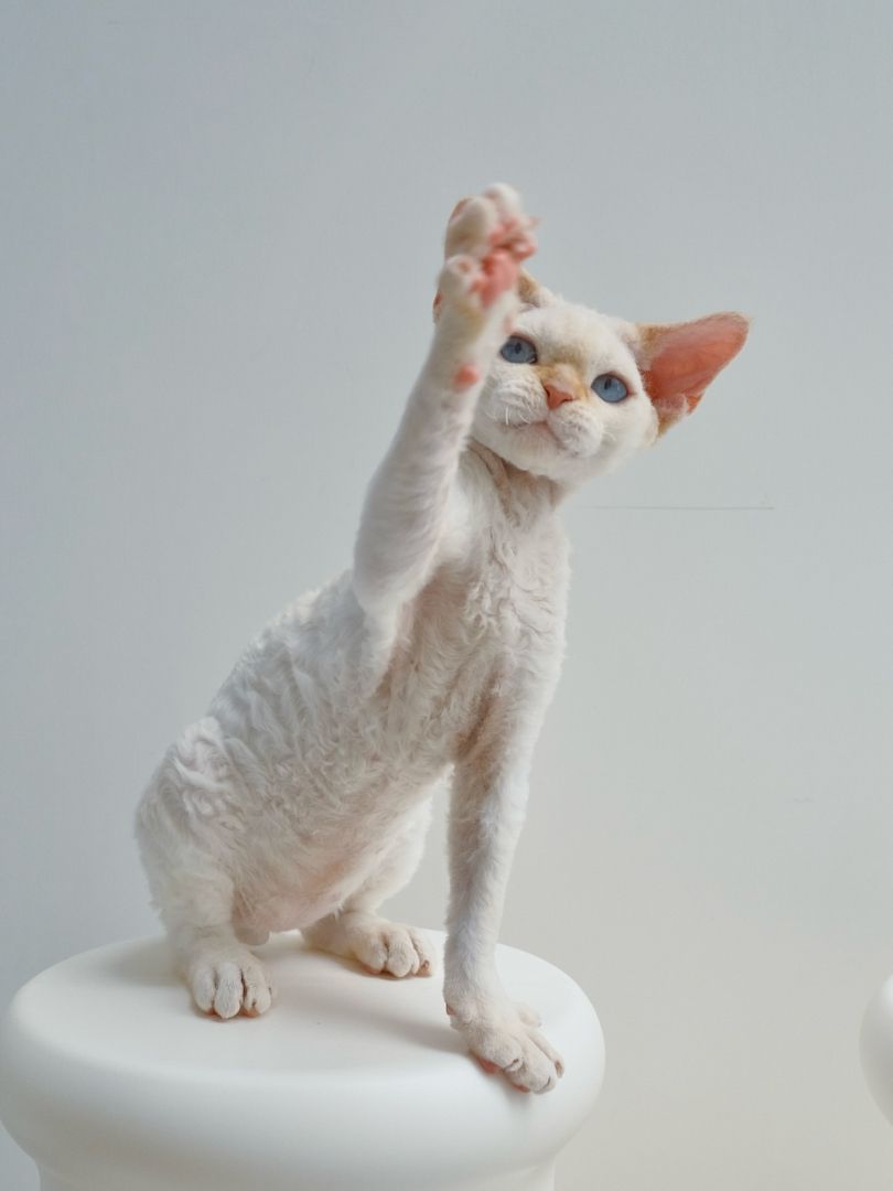 Wunderschönes Devon Rex-Kätzchen