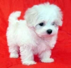 Mini Malteser Welpen