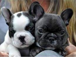 Französische Bulldogge