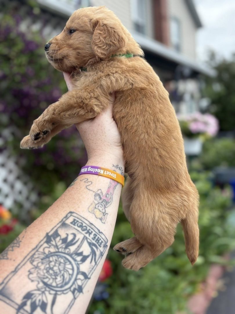 Golden Retriever Welpen