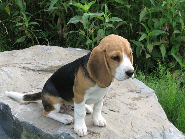 Beagle welpe