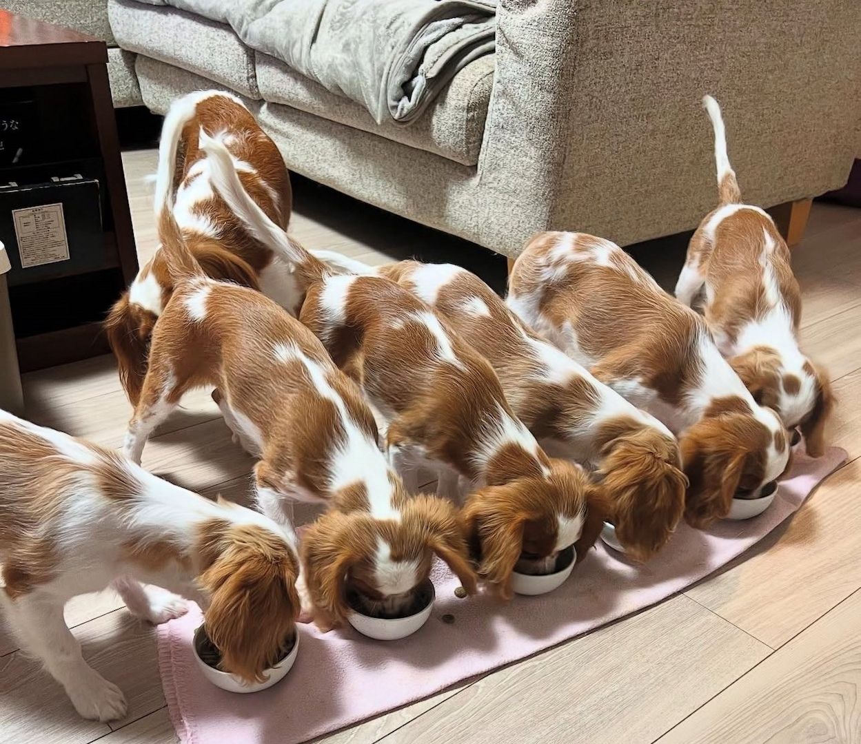 Cavalier King Charles Spaniel