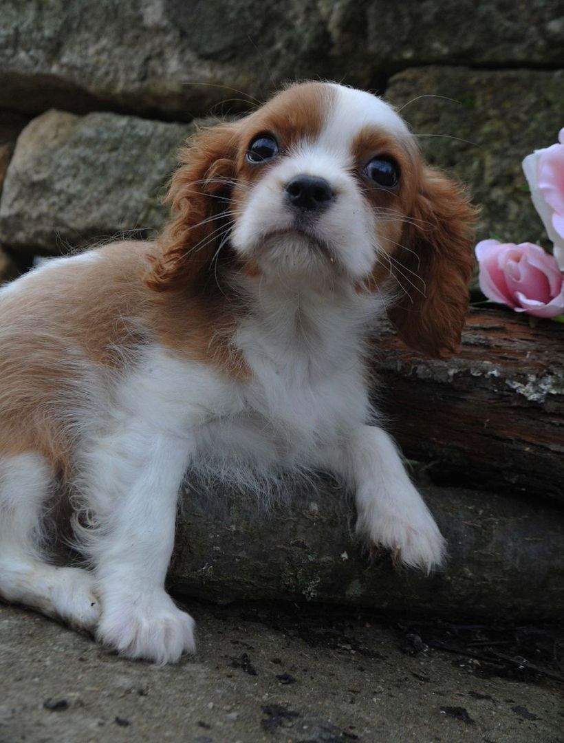 Cavalier King Charles Spaniel Welpen. Rüden und hündinnen