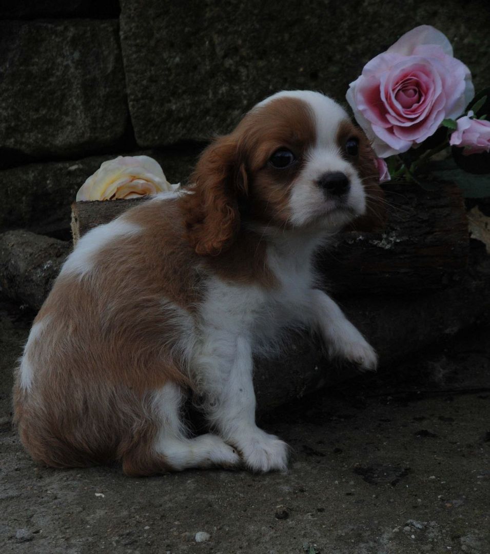 Cavalier King Charles Spaniel Welpen. Rüden und hündinnen