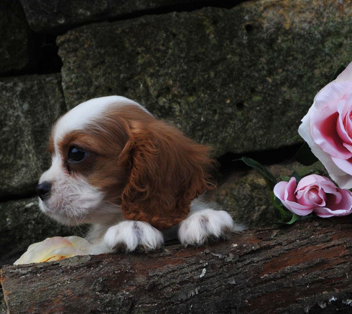 Cavalier King Charles Spaniel Welpen. Rüden und hündinnen