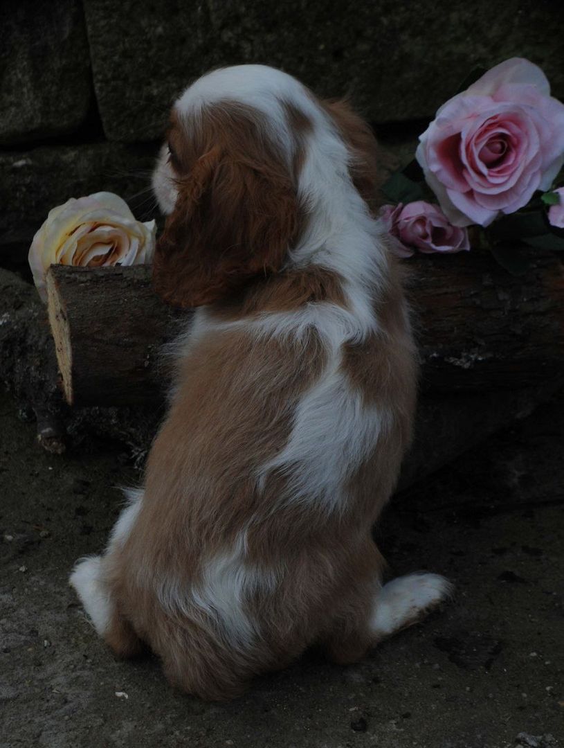 Cavalier King Charles Spaniel Welpen. Rüden und hündinnen