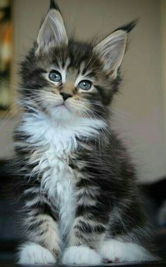 Maine Coon