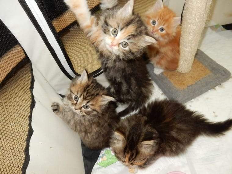 Maine Coon Kätzchen