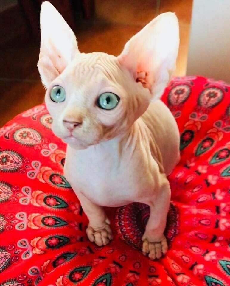 Sphynx-Kätzchen