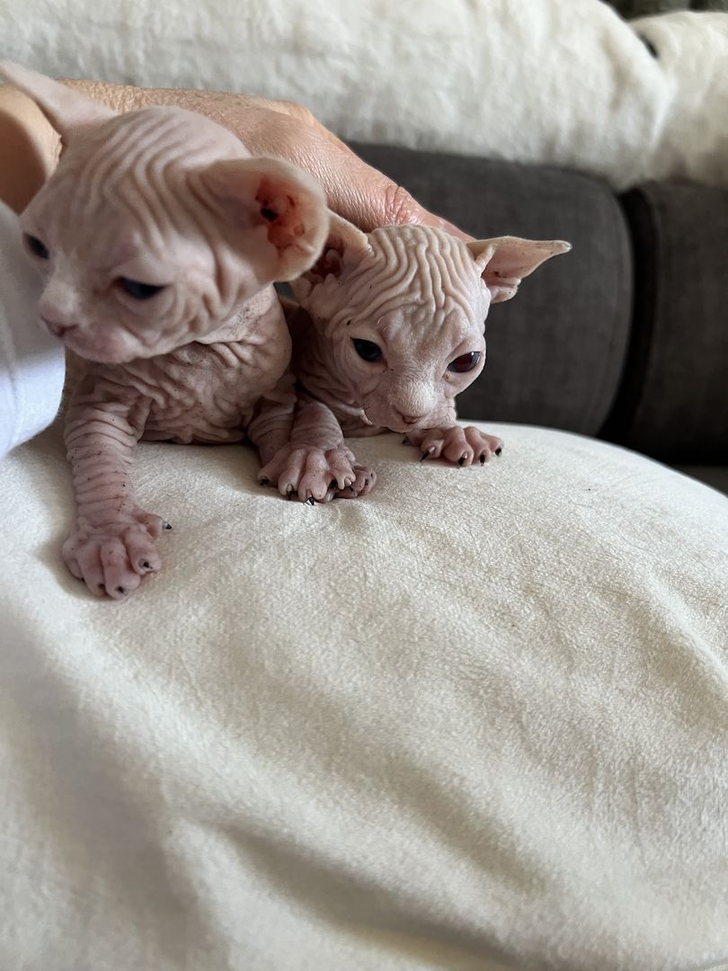 Sphynx Babys