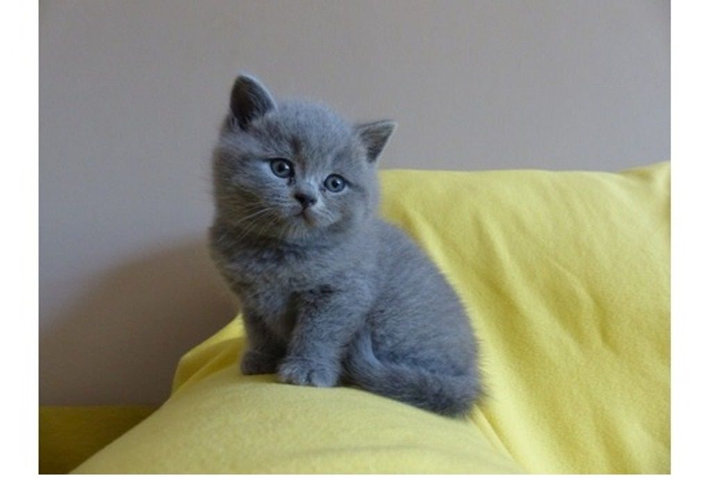 Britisch Kurzhaar w/m