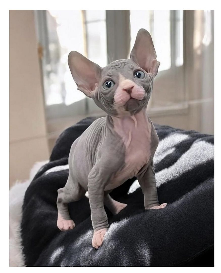 Sphynx-Kätzchen zu verkaufen