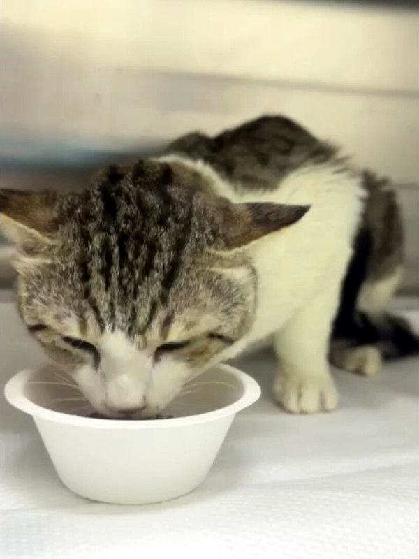 HARRY möchte aus dem Käfig raus