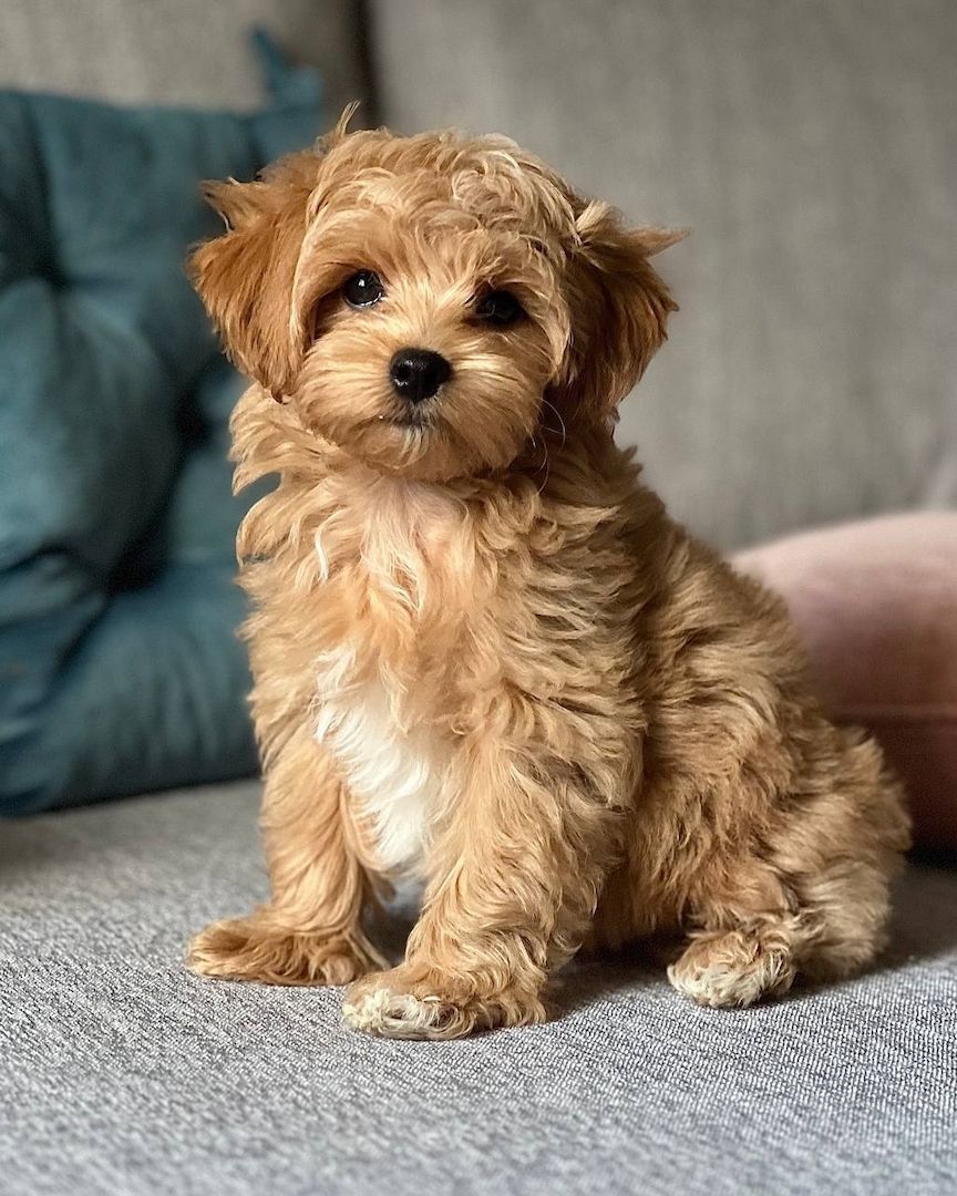 Maltipoo-Welpen zur Adoption