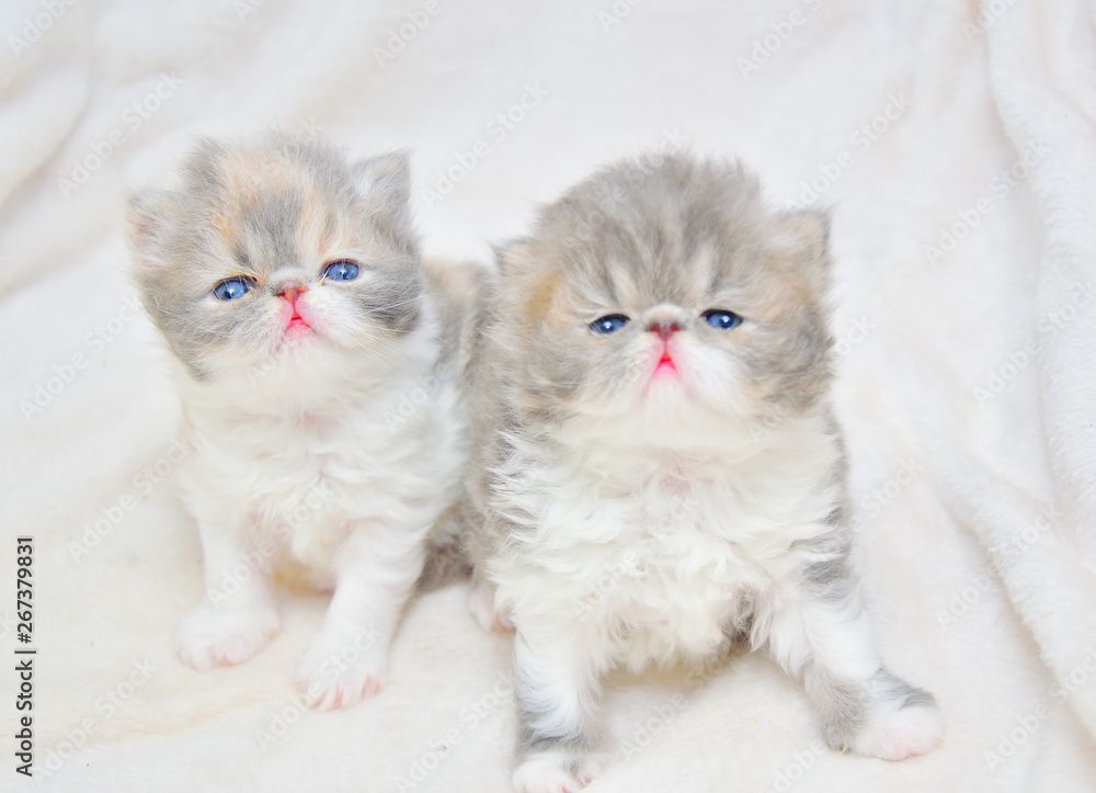 12 Wochen alte Perserkätzchen abzugeben