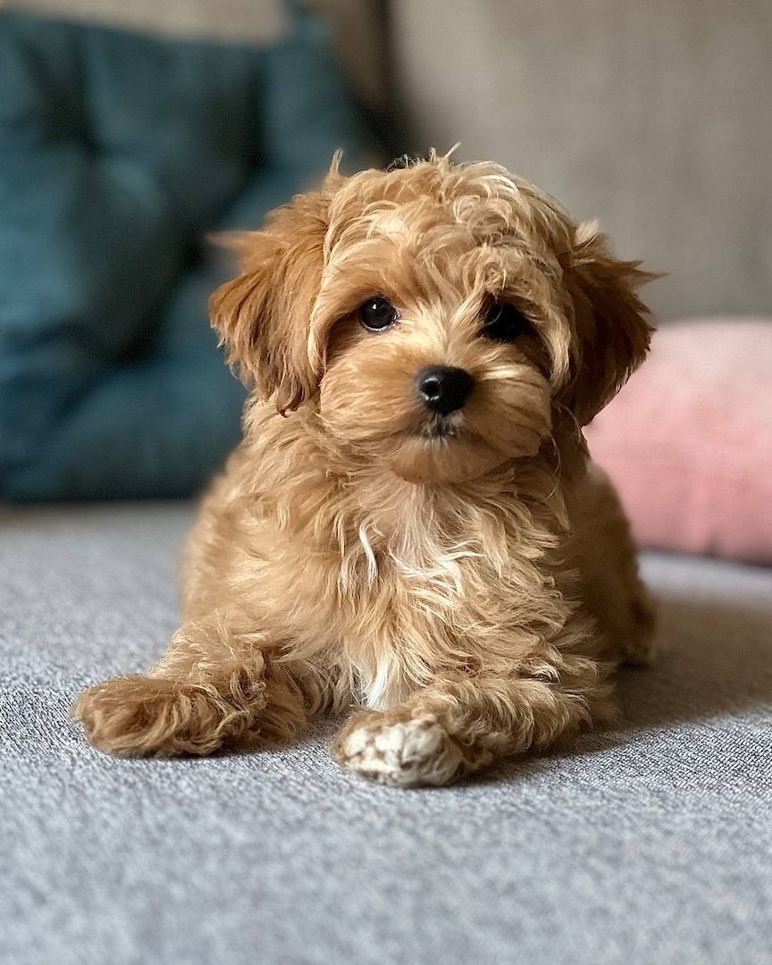 Maltipoo-Welpen zur Adoption