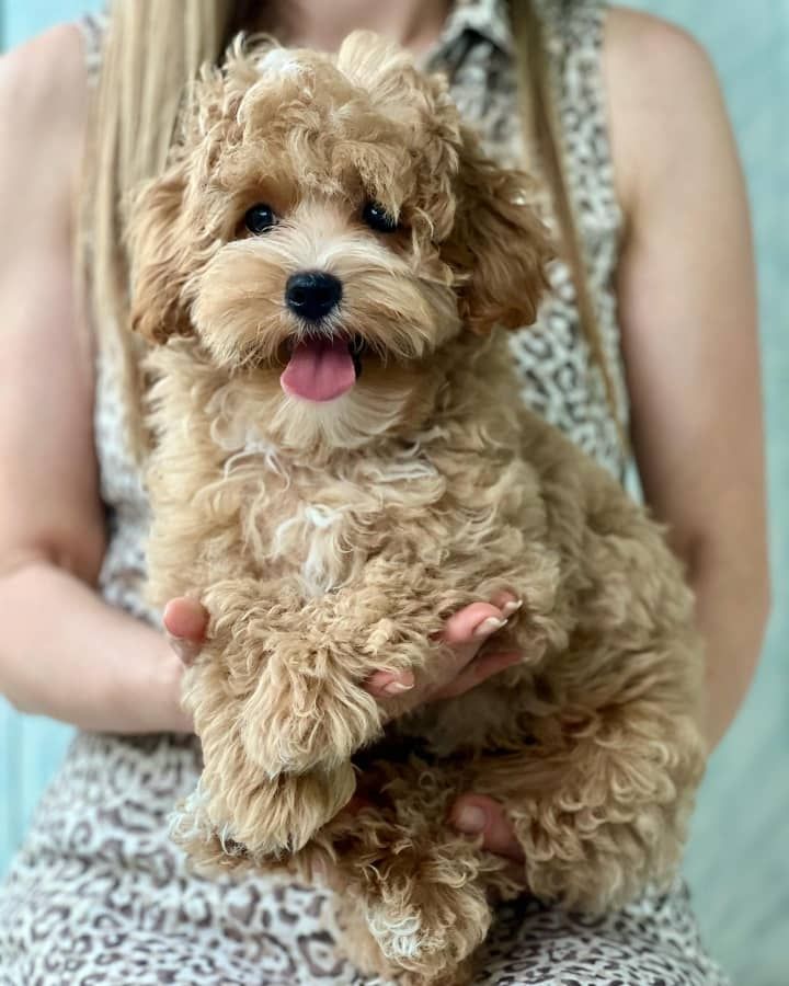 Maltipoo-Welpen zur Adoption