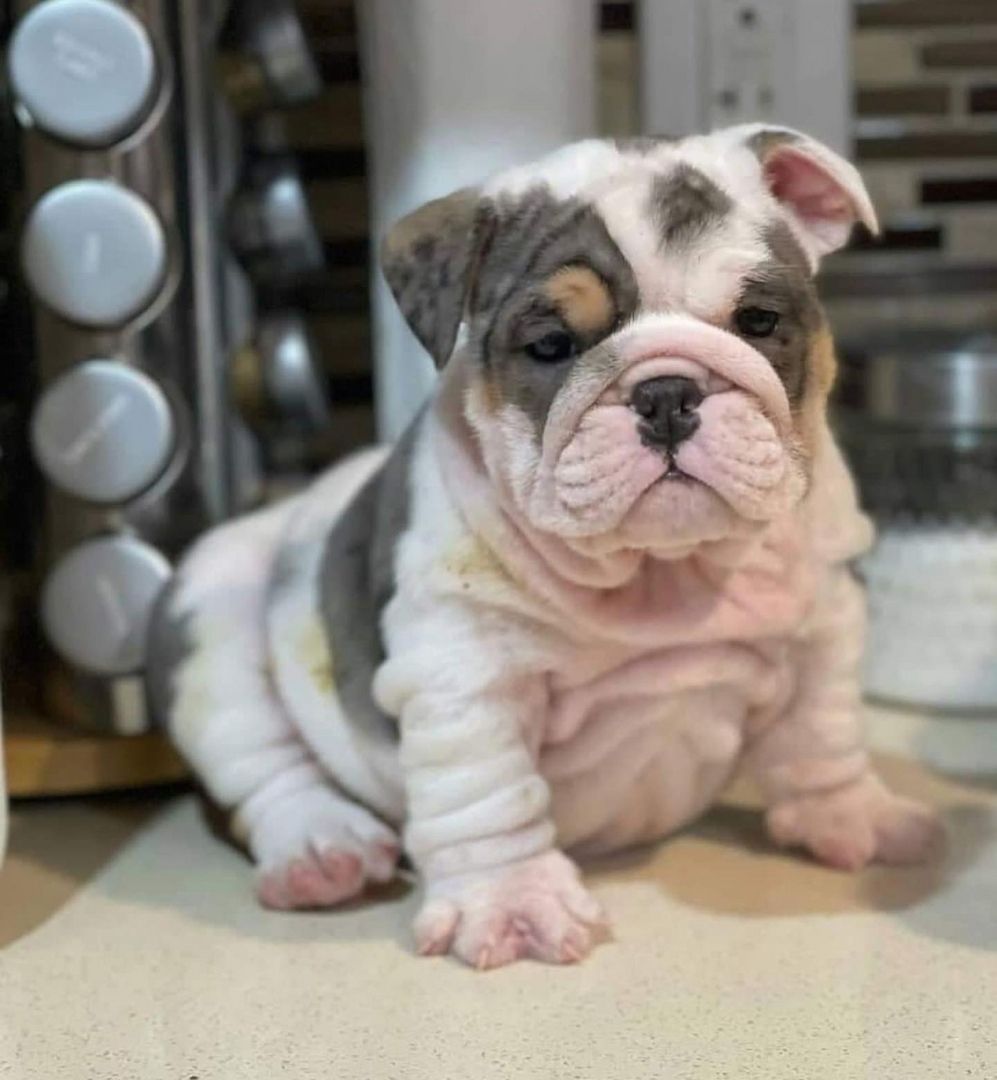 Englische Bulldogwelpen