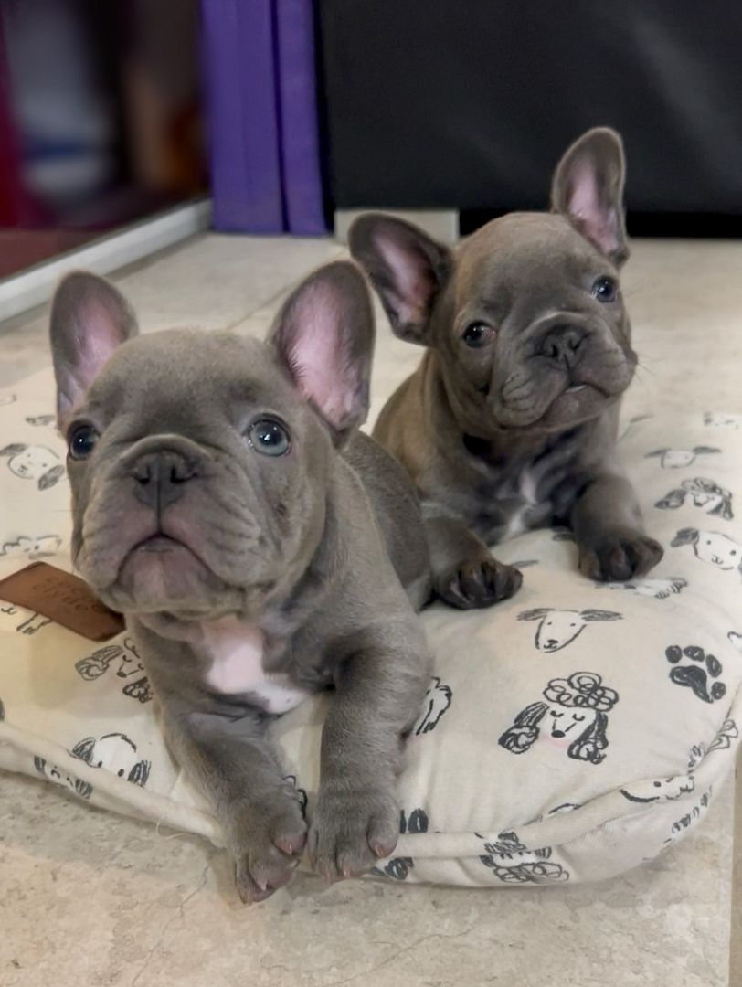 Französische Bulldogge