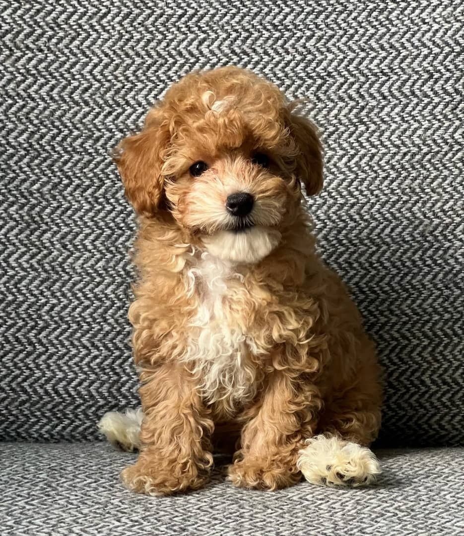 Maltipoo-Welpen zur Adoption