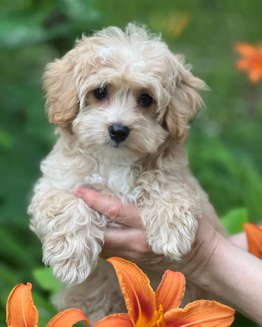 Maltipoo-Welpen zur Adoption