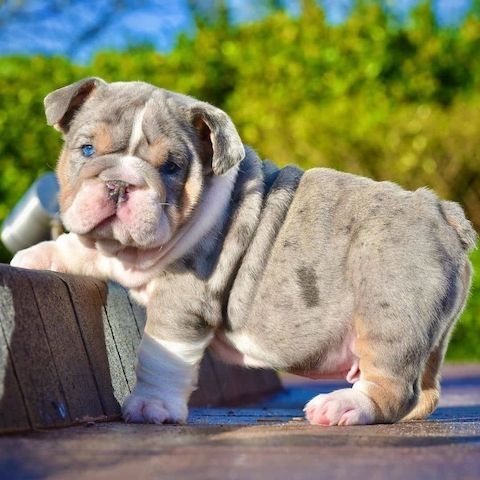 English Bulldog Welpen