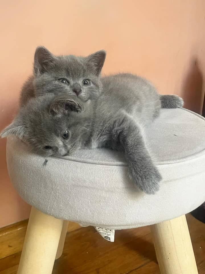 Wunderschönes Chartreux