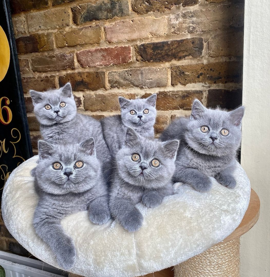 Britisch Kurzhaar-Kätzchen