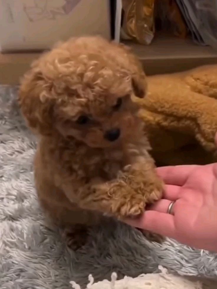 Reinrassige Pudelwelpen