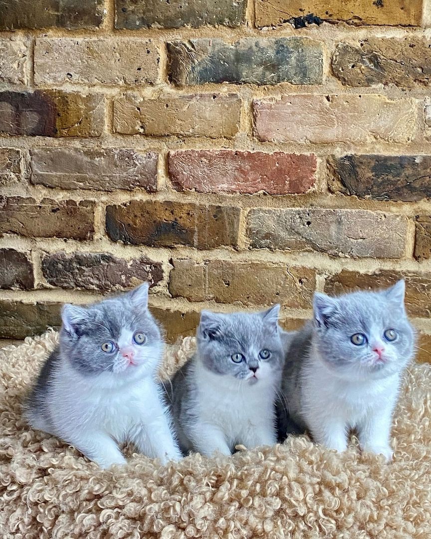 **Britisch Kurzhaar Kätzchen