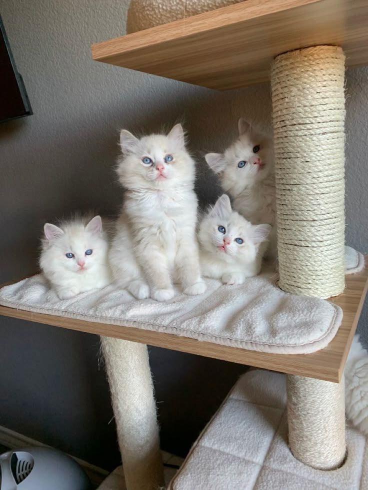 Niedliche und liebenswerte Ragdoll-Kätzchen aus liebevoller Hausaufzucht.