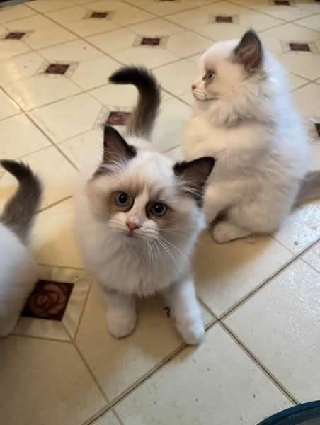 Ragdoll-Kätzchen (männlich und weiblich)