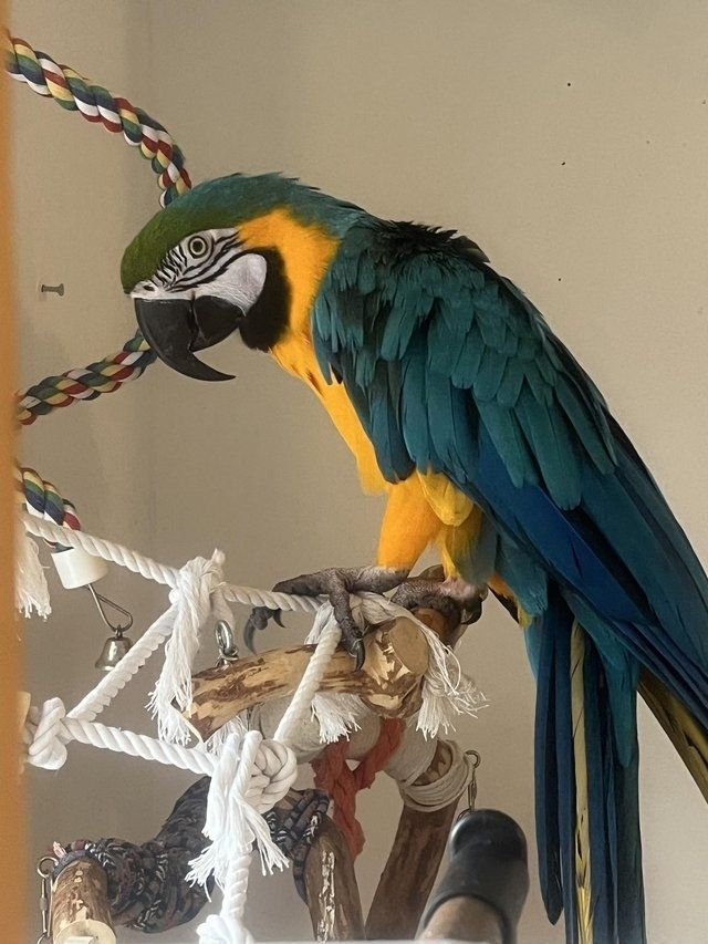 Wunderschöne blaue und goldene Aras