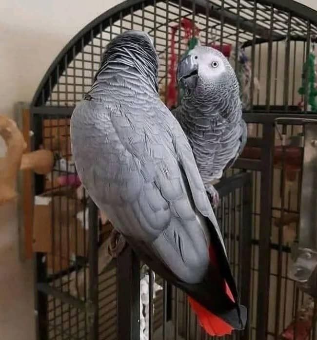 Männliches und weibliches Graupapagei