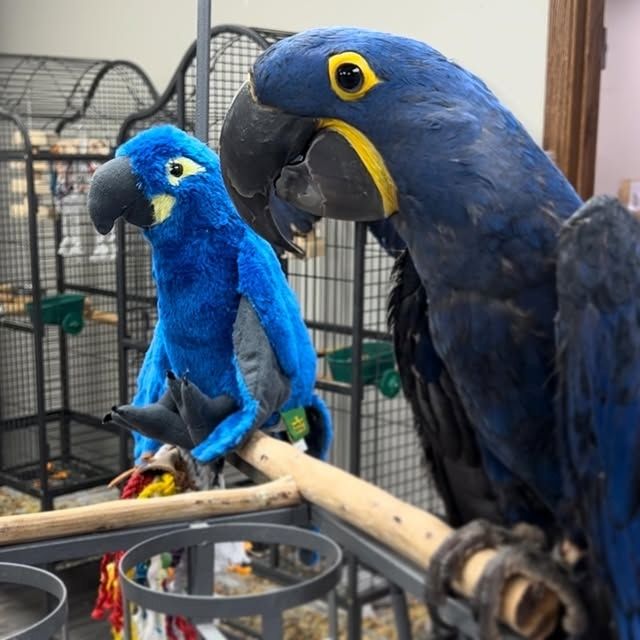 Hyazinthara-Papageien, Männchen und Weibchen