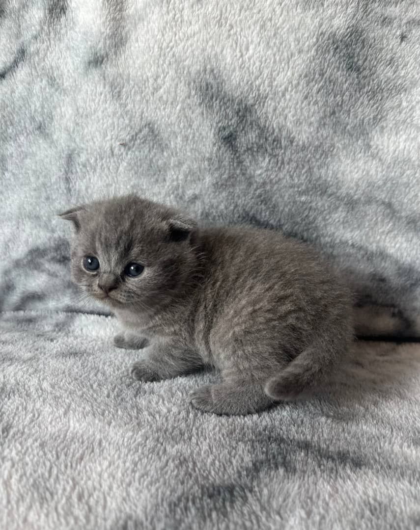 Wunderschöne Britisch Kurzhaar-Kätzchen zu verkaufen.