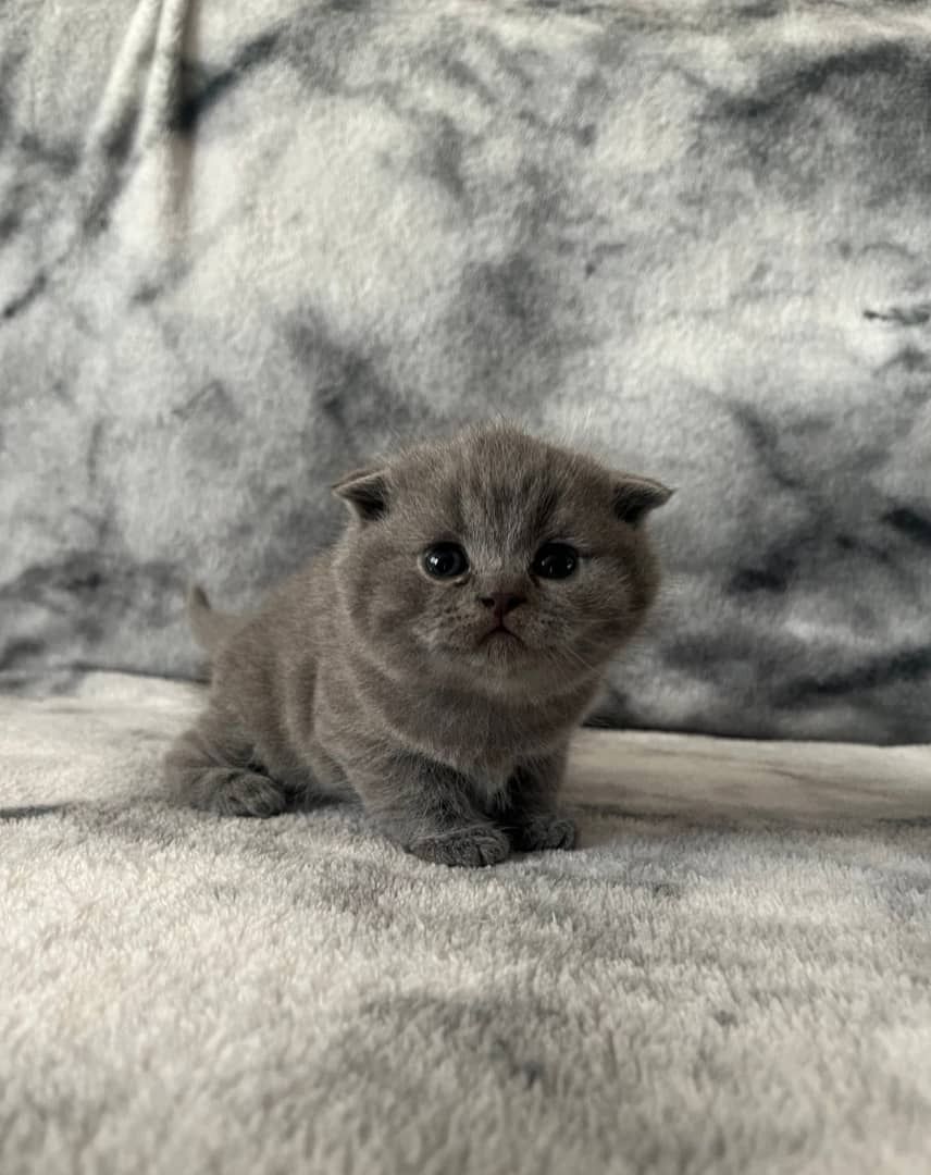 Wunderschöne Britisch Kurzhaar-Kätzchen zu verkaufen.