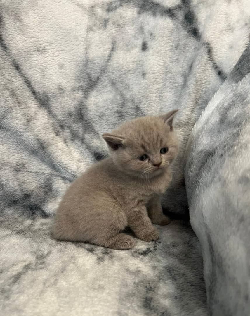 Wunderschöne Britisch Kurzhaar-Kätzchen zu verkaufen.