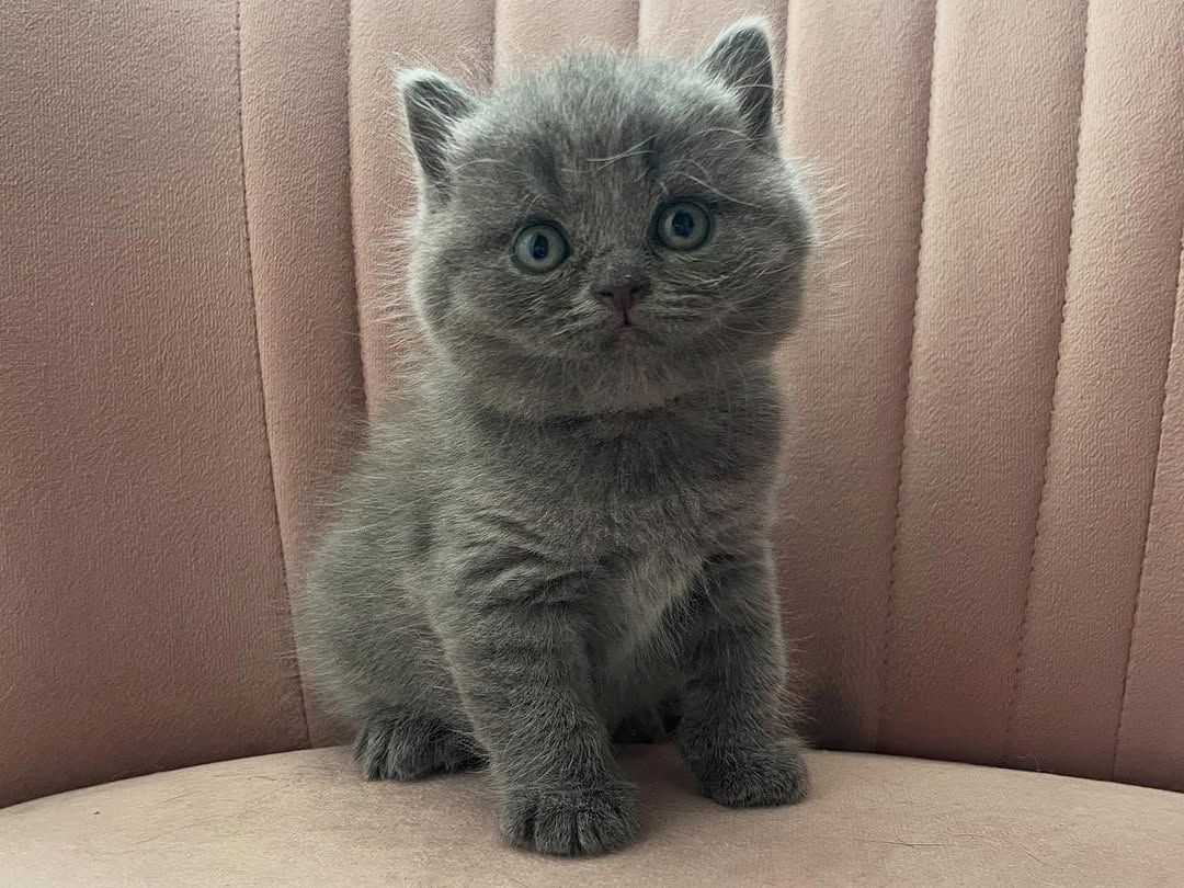 Elegante Britisch Langhaar-Kätzchen zu verkaufen