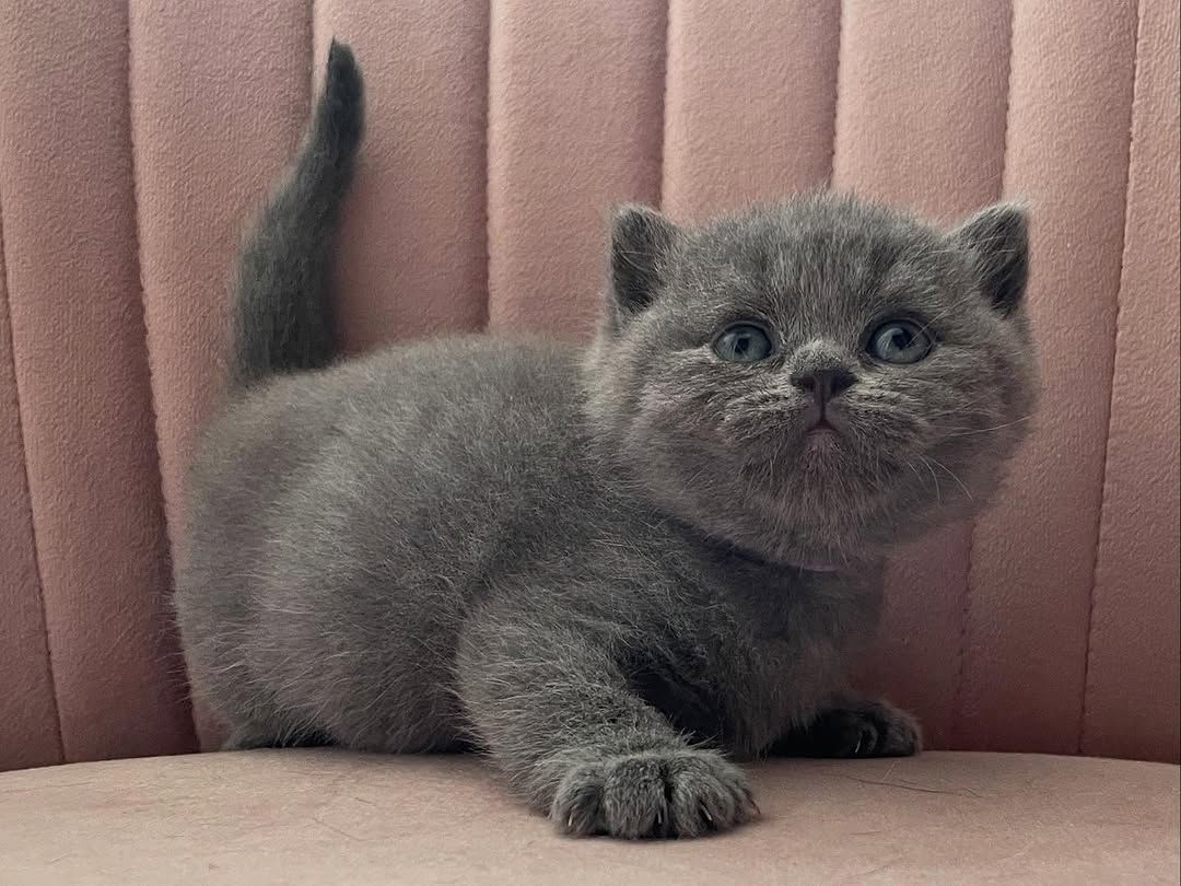 Elegante Britisch Langhaar-Kätzchen zu verkaufen