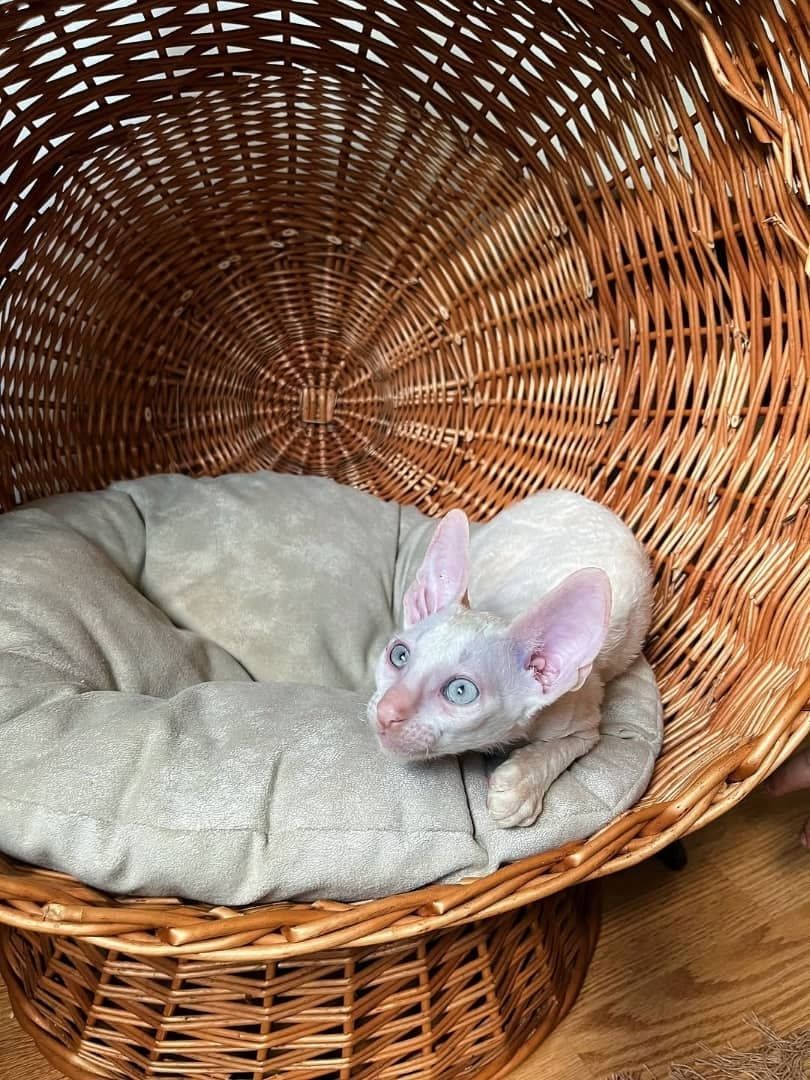 Wunderschöne Cornish Rex-Kätzchen zu verkaufen.