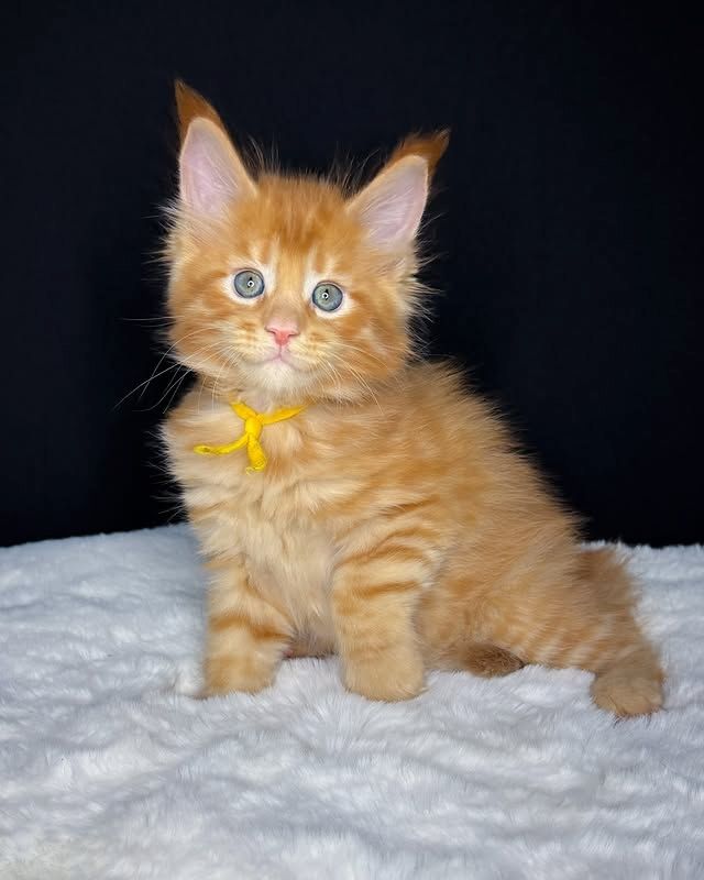 Süße Maine-Coon-Kätzchen suchen ein liebevolles Zuhause.