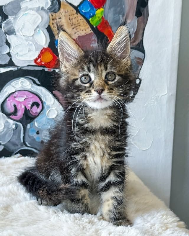 Süße Maine-Coon-Kätzchen suchen ein liebevolles Zuhause.