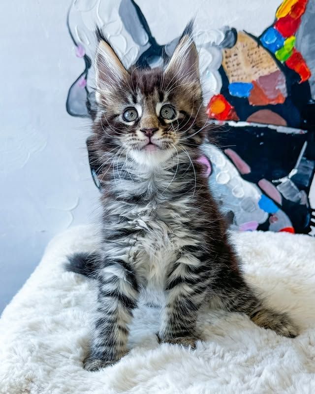 Süße Maine-Coon-Kätzchen suchen ein liebevolles Zuhause.