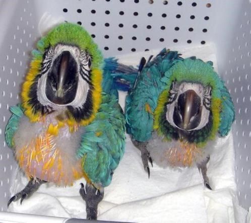 Papageien zu verkaufen