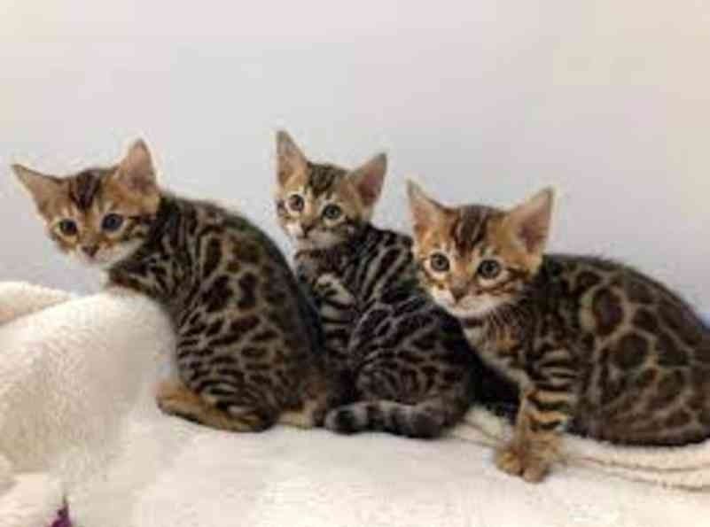 Maine Coon Kitten mit Stammbaum