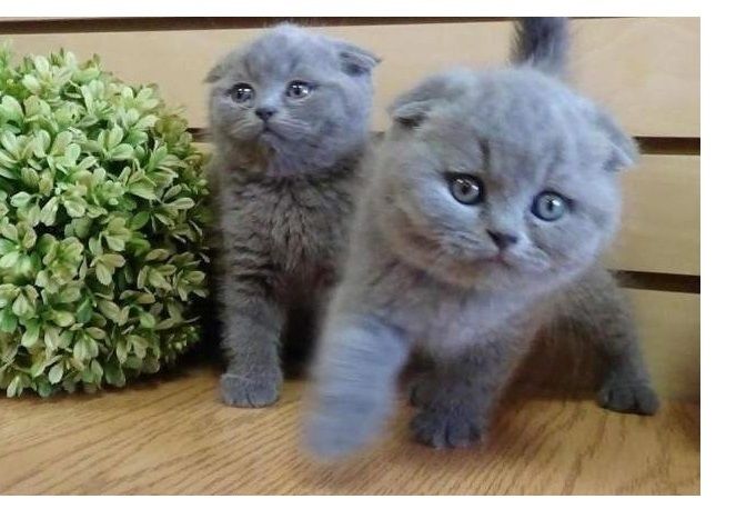 Britisch Kurzhaar Kätzchen zu verkaufen