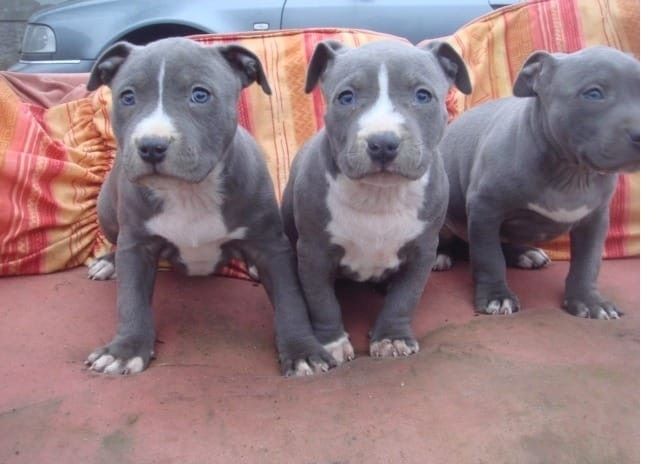 American Blue-Line Pit Bull Terrier Welpen W M